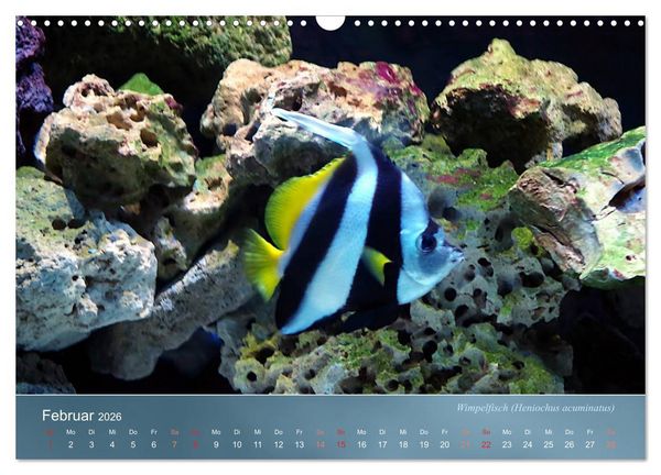 Produktbild: Bunte Riffbewohner - Fische, Anemonen und noch viel mehr (Wandkalender 2026 DIN A3 quer), CALVENDO Monatskalender