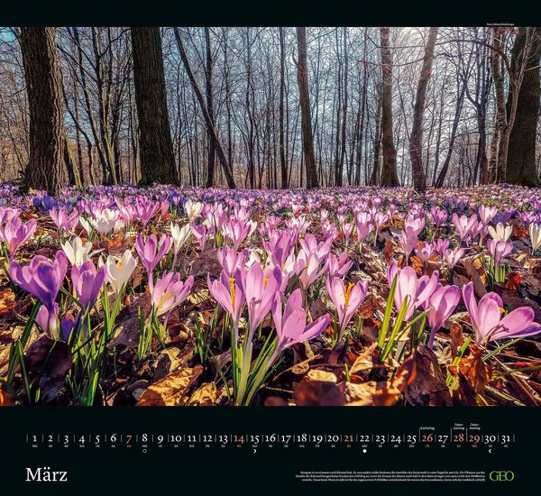 Produktbild: GEO Kalender: Sehnsucht Wald 2027