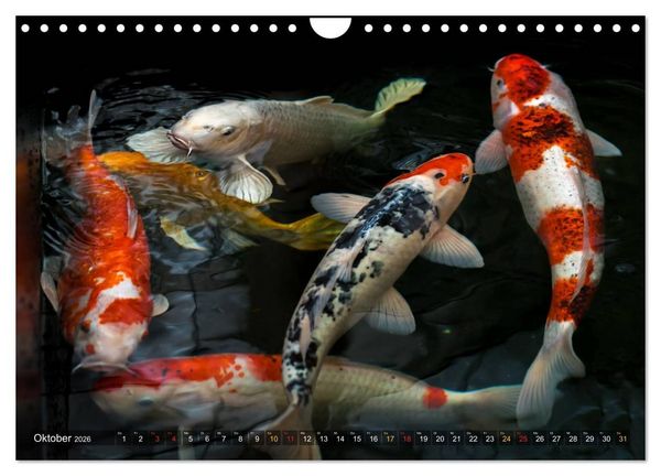 Produktbild: Nishikigoi &ndash; Koikarpfen in ihrer Welt (Wandkalender 2026 DIN A4 quer), CALVENDO Monatskalender