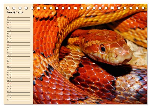 Produktbild: Reptilien. Schlangen, Echsen und Co. (Tischkalender 2026 DIN A5 quer), CALVENDO Monatskalender
