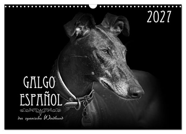 Produktbild: Galgo Espa&ntilde;ol - der spanische Windhund 2027 (Wandkalender 2027 DIN A3 quer), CALVENDO Monatskalender