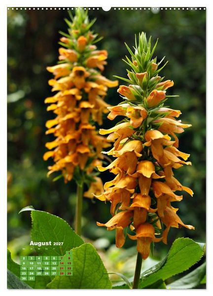 Produktbild: Madeiras Flora. Wundersame Wildblumen und exotische Geh&ouml;lze (hochwertiger Premium Wandkalender 2027 DIN A2 hoch), Kunstdruck in Hochglanz