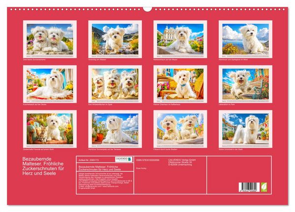 Produktbild: Bezaubernde Malteser. Fr&ouml;hliche Zuckerschnuten f&uuml;r Herz und Seele (Wandkalender 2026 DIN A2 quer), CALVENDO Monatskalender