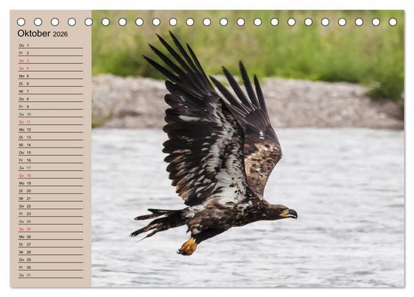 Produktbild: Der Steinadler. Majest&auml;tischer Greifvogel (Tischkalender 2026 DIN A5 quer), CALVENDO Monatskalender