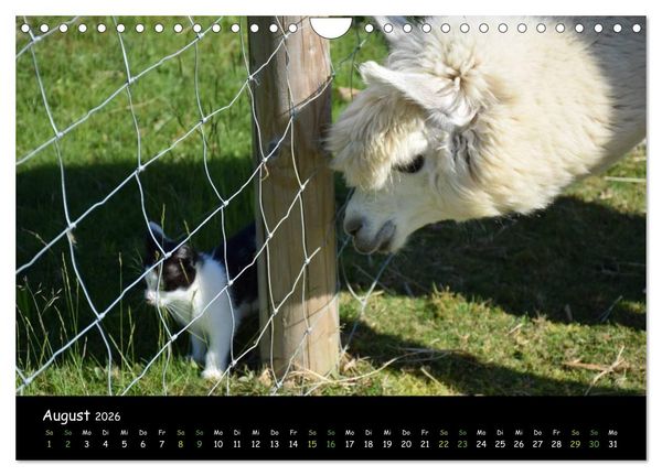 Produktbild: Alpakas zum Verlieben (Wandkalender 2026 DIN A4 quer), CALVENDO Monatskalender