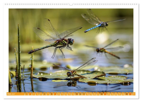 Produktbild: Prachtlibellen am Teich (Wandkalender 2027 DIN A2 quer), CALVENDO Monatskalender