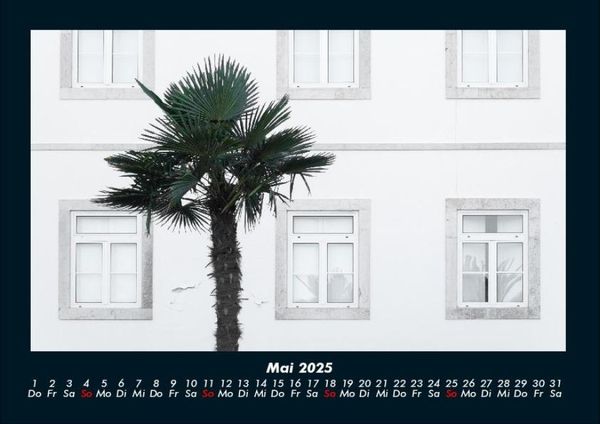 Produktbild: Palmen 2025 Fotokalender DIN A4
