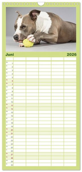 Produktbild: Familienplaner 2026 - Pit Bull und Co. - Geliebt, gef&uuml;rchtet, missverstanden mit 5 Spalten (Wandkalender, 21 x 45 cm) CALVENDO