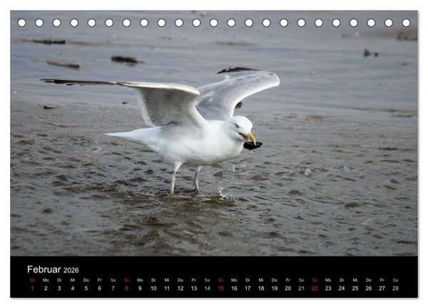 Produktbild: Spontane Fotografie - M&ouml;wen (Tischkalender 2026 DIN A5 quer), CALVENDO Monatskalender