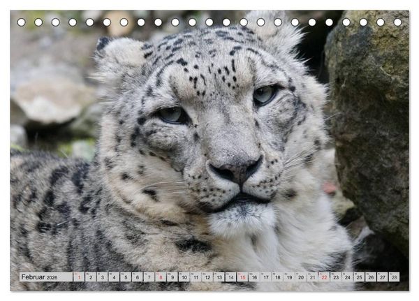 Produktbild: Schneeleoparden. Perfekte Raubkatzen-Sch&ouml;nheiten (Tischkalender 2026 DIN A5 quer), CALVENDO Monatskalender