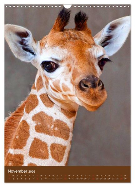 Produktbild: Giraffen (Wandkalender 2026 DIN A3 hoch), CALVENDO Monatskalender