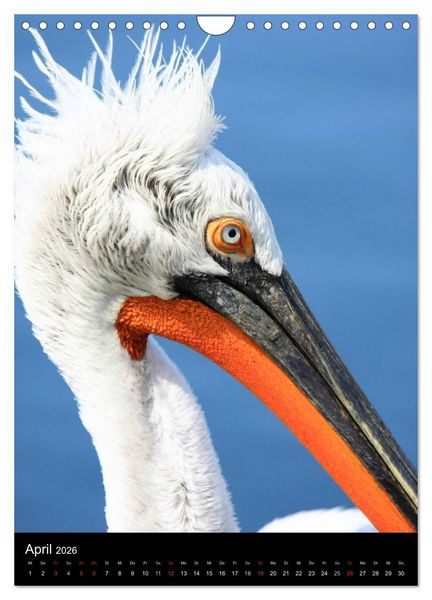 Produktbild: Wildlife 2026 (Wandkalender 2026 DIN A4 hoch), CALVENDO Monatskalender