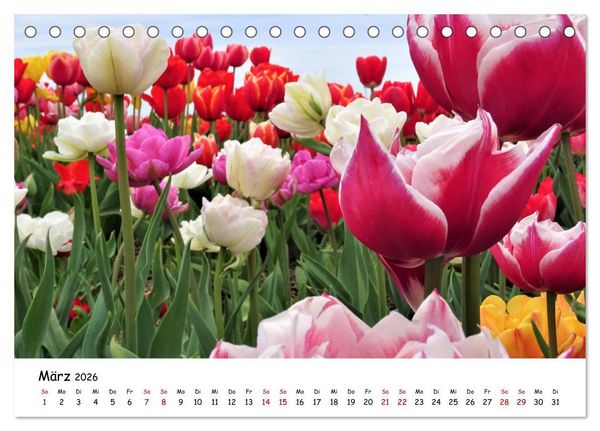Produktbild: Tulpenbl&uuml;te in Flevoland 2026 (Tischkalender 2026 DIN A5 quer), CALVENDO Monatskalender