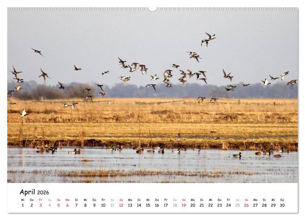 Produktbild: Unterwegs im Teufelsmoor (Wandkalender 2026 DIN A2 quer), CALVENDO Monatskalender
