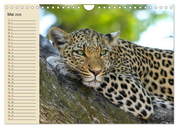 Produktbild: Die Lautlosen. Geparden und Leoparden (Wandkalender 2026 DIN A4 quer), CALVENDO Monatskalender