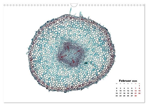 Produktbild: Pflanzen unter dem Mikroskop (Wandkalender 2026 DIN A3 quer), CALVENDO Monatskalender