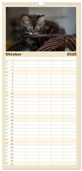 Produktbild: Familienplaner 2026 - Katzenbabys beobachtet mit 5 Spalten (Wandkalender, 21 x 45 cm) CALVENDO