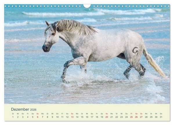 Produktbild: PFERDE & MEER (Wandkalender 2026 DIN A3 quer), CALVENDO Monatskalender