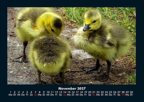 Produktbild: Enten 2027 Fotokalender DIN A4