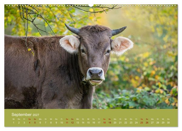 Produktbild: Allg&auml;uer Rindvieh 2027 (hochwertiger Premium Wandkalender 2027 DIN A2 quer), Kunstdruck in Hochglanz