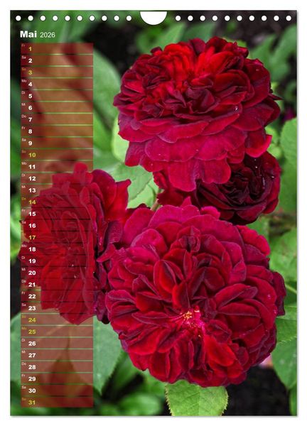 Produktbild: Rosen f&uuml;r DICH / Geburtstagskalender (Wandkalender 2026 DIN A4 hoch), CALVENDO Monatskalender