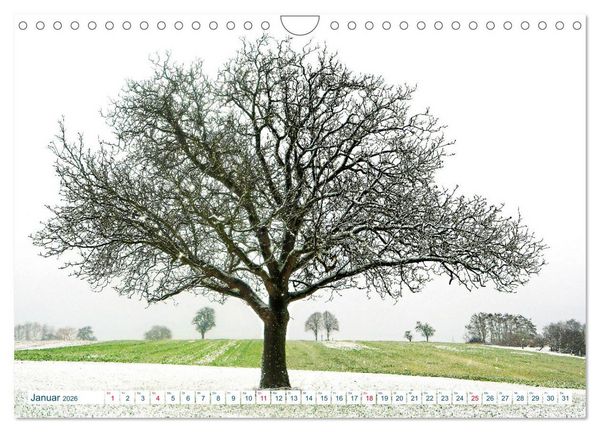 Produktbild: Ein Nussbaum von Januar bis Dezember (Wandkalender 2026 DIN A4 quer), CALVENDO Monatskalender