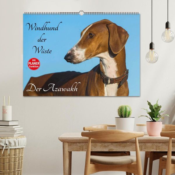 Produktbild: Windhund der W&uuml;ste - Der Azawakh (Wandkalender 2026 DIN A2 quer), CALVENDO Monatskalender