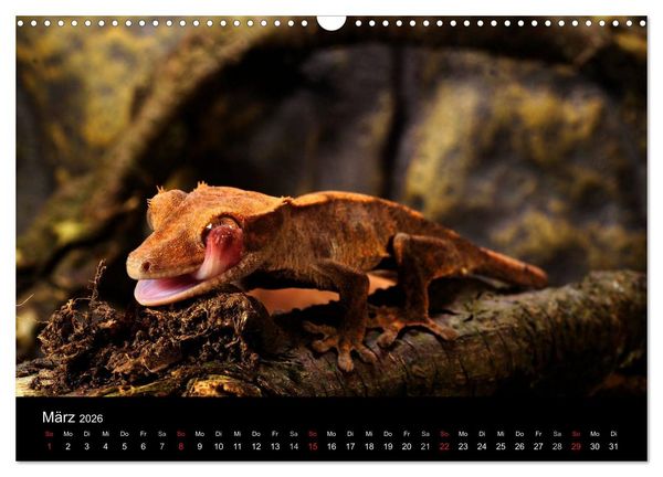 Produktbild: REPTILIEN IM TERRARIUM (Wandkalender 2026 DIN A3 quer), CALVENDO Monatskalender