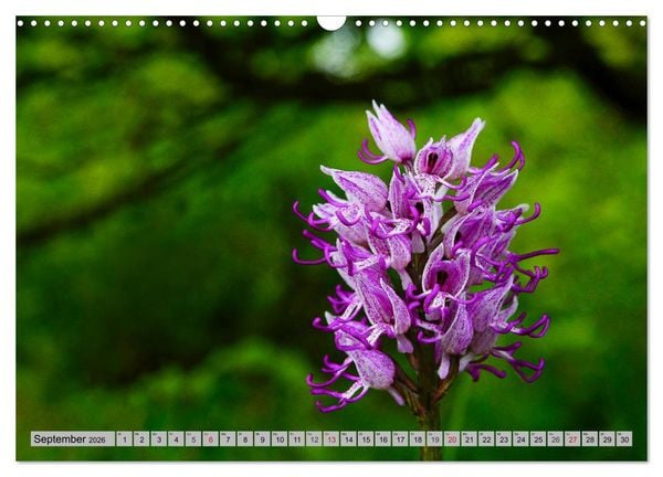 Produktbild: Orchideenwiese 2026 (Wandkalender 2026 DIN A3 quer), CALVENDO Monatskalender