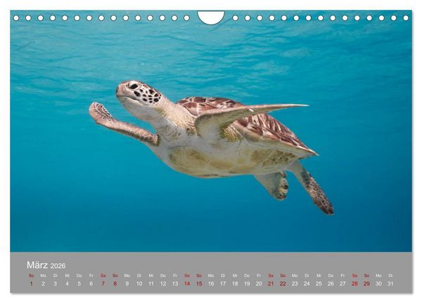 Produktbild: Karibische Meeresschildkr&ouml;ten (Wandkalender 2026 DIN A4 quer), CALVENDO Monatskalender