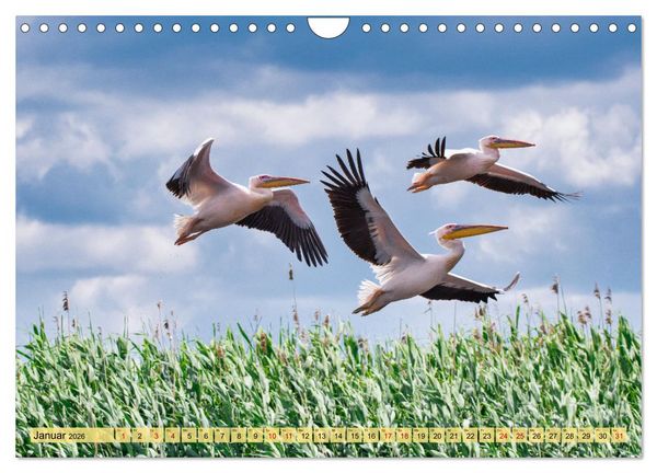 Produktbild: Donaudelta - Europas gro&szlig;es Vogelparadies (Wandkalender 2026 DIN A4 quer), CALVENDO Monatskalender