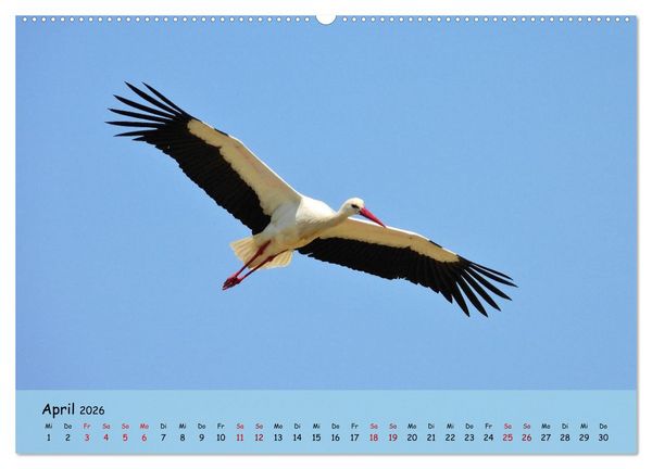 Produktbild: Faszination Zugv&ouml;gel - Rekorde in der Vogelwelt (Wandkalender 2026 DIN A2 quer), CALVENDO Monatskalender