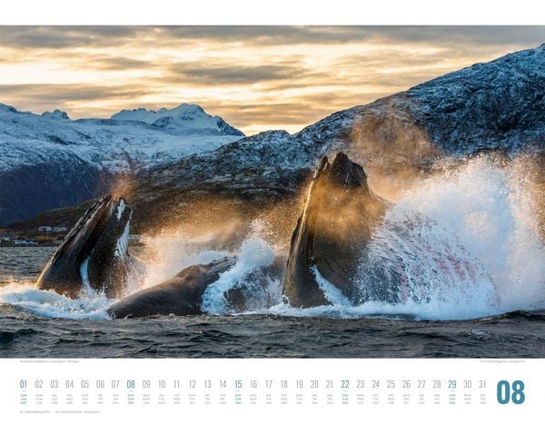 Produktbild: Tierwelt Skandinavien Kalender 2027