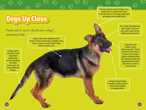 Produktbild: Woof! (National Geographic Kids Readers, Level 3/Fact Reader)