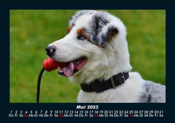 Produktbild: Hundezauber 2025 Fotokalender DIN A5