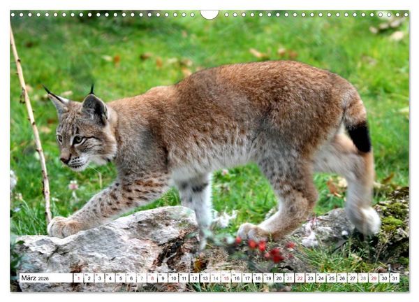 Produktbild: Der Luchs - Der J&auml;ger auf leisen Pfoten (Wandkalender 2026 DIN A3 quer), CALVENDO Monatskalender