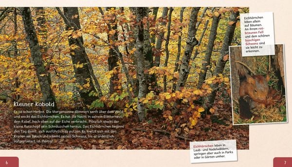 Produktbild: Meine gro&szlig;e Tierbibliothek: Das Eichh&ouml;rnchen