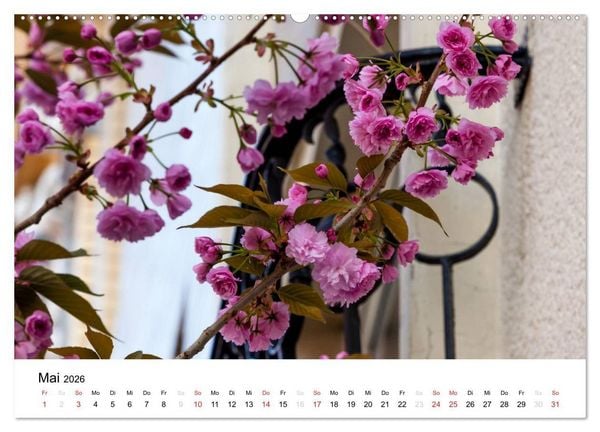 Produktbild: Bonn - Kirschbl&uuml;tenfest in der Altstadt (hochwertiger Premium Wandkalender 2026 DIN A2 quer), Kunstdruck in Hochglanz