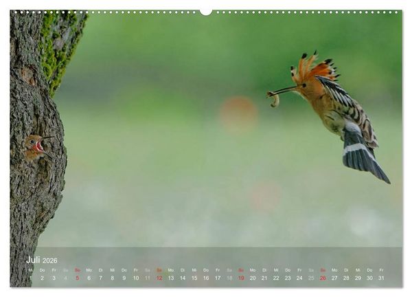 Produktbild: Wiedehopf (Wandkalender 2026 DIN A2 quer), CALVENDO Monatskalender