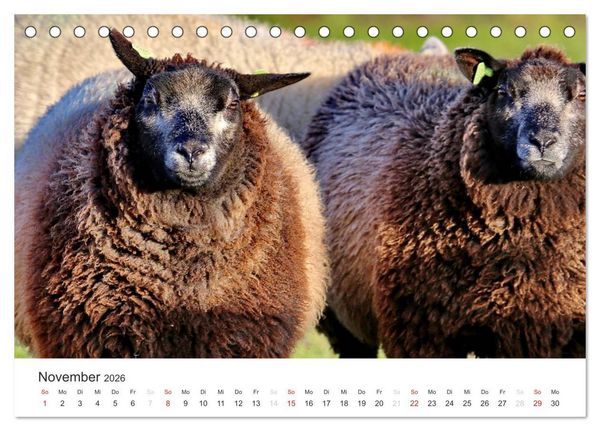 Produktbild: Texel &ndash; Eine Insel die verzaubert (Tischkalender 2026 DIN A5 quer), CALVENDO Monatskalender
