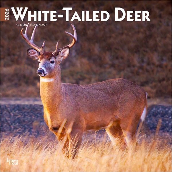 Produktbild: White Tailed Deer 2026 12 X 24 Inch (Hanging) Monthly Square Wall Calendar Plastic-Free