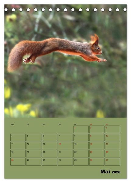 Produktbild: Eichh&ouml;rnchen - Planer (Tischkalender 2026 DIN A5 hoch), CALVENDO Monatskalender