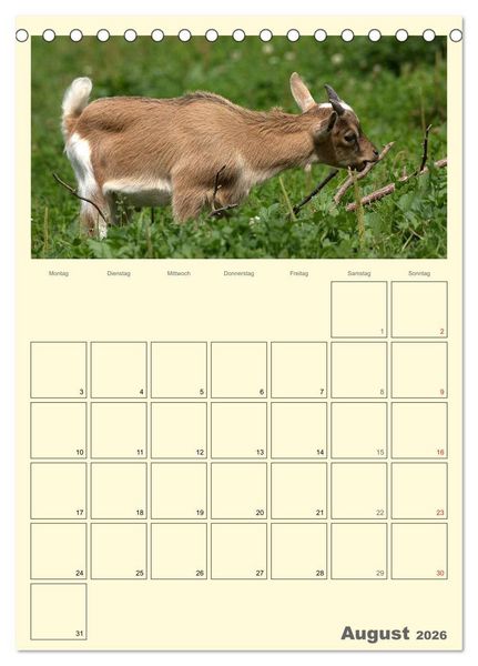 Produktbild: Zwergziegen (Tischkalender 2026 DIN A5 hoch), CALVENDO Monatskalender