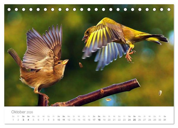 Produktbild: V&ouml;gel in unseren G&auml;rten 2026 (Tischkalender 2026 DIN A5 quer), CALVENDO Monatskalender