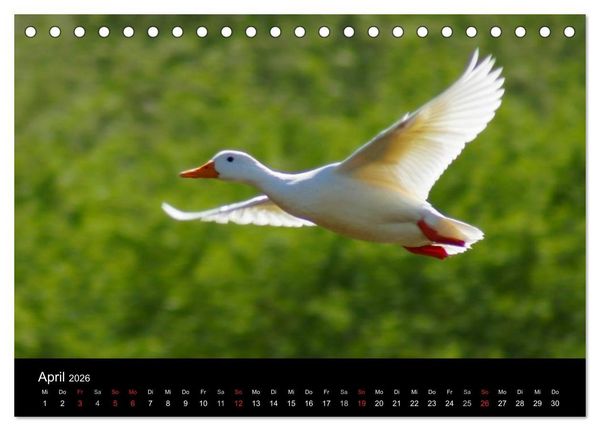 Produktbild: Das Leben der Enten (Tischkalender 2026 DIN A5 quer), CALVENDO Monatskalender