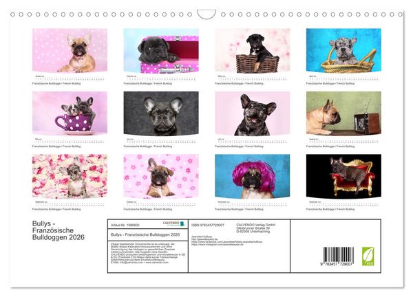 Produktbild: Bullys - Franz&ouml;sische Bulldoggen 2026 (Wandkalender 2026 DIN A3 quer), CALVENDO Monatskalender