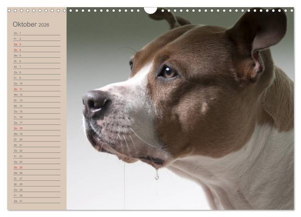 Produktbild: American Staff und Co. (Wandkalender 2026 DIN A3 quer), CALVENDO Monatskalender