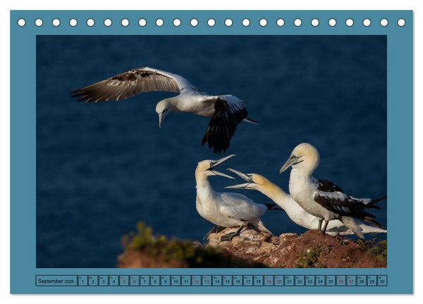 Produktbild: Helgoland und seine Basst&ouml;lpel (Tischkalender 2026 DIN A5 quer), CALVENDO Monatskalender