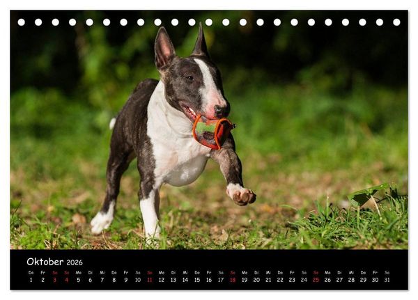 Produktbild: Bullterrier (Tischkalender 2026 DIN A5 quer), CALVENDO Monatskalender