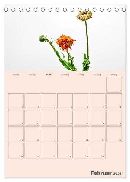 Produktbild: Blumenmetamorphosen (Tischkalender 2026 DIN A5 hoch), CALVENDO Monatskalender